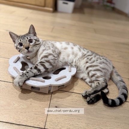 Photo de chat perdu à Strasbourg