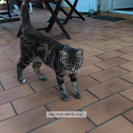 Photo de chat perdu à Bassens
