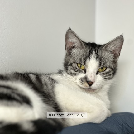 Photo de chat perdu à Romans Sur Isere