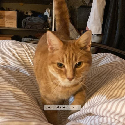 Photo de chat perdu à Condat