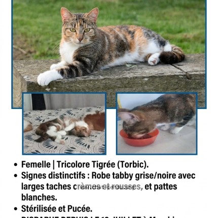Photo 1/1 Tigresse Chat perdu à Marchiennes