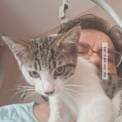 Photo de chat perdu à Villefagnan