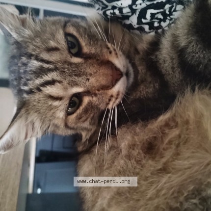 Photo de chat perdu à Bain De Bretagne