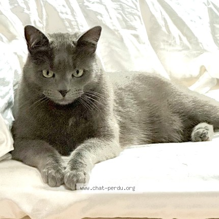Photo de chat perdu à Lyon