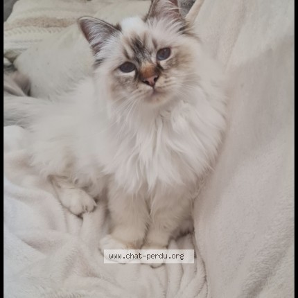 Photo de chat perdu à Montady
