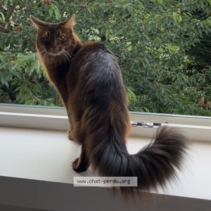 Photo de chat perdu à Maisons Laffitte