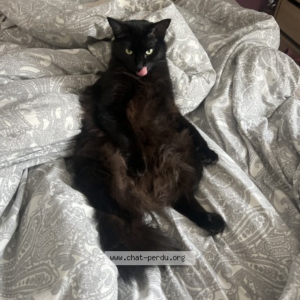 Photo 1/1 Nala Chat perdu à Landerneau