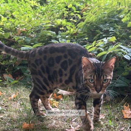 Photo 1/1 Chat retrouvé Perdu à Paris