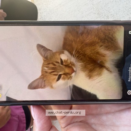 Photo de chat perdu à Chateau Neuf Les Martigues