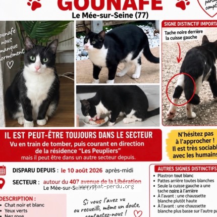 Photo 1/1 gounafe Chat perdu à Mee Sur Seine
