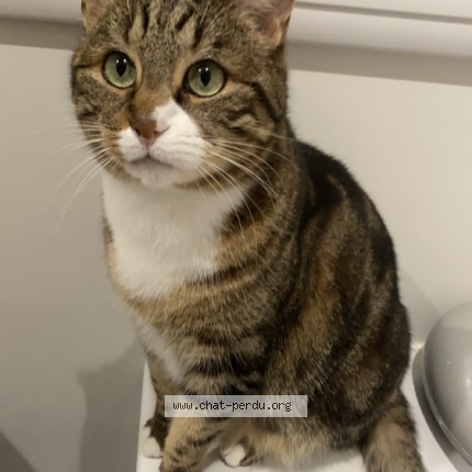 Photo de chat perdu à Fatines