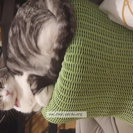 Photo de chat perdu à La Crau