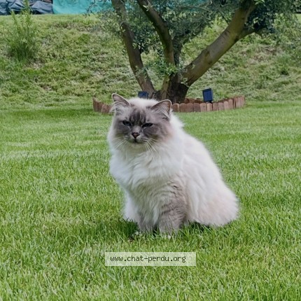 Photo de chat perdu à Thiverval Grignon