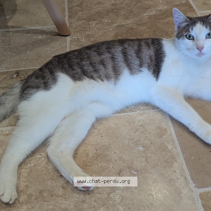 Photo 1/1 Chat retrouvé Perdu à Beaumontois En Perigord
