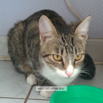 Photo de chat perdu à Compiegne