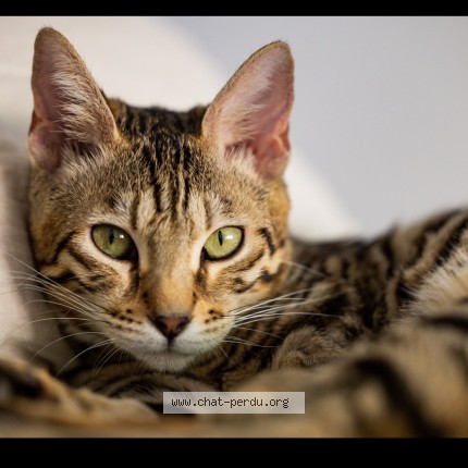 Photo 1/1 nana Chat perdu à Neuilly Sous Clermont