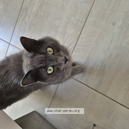 Photo de chat trouvé à Val Doingt