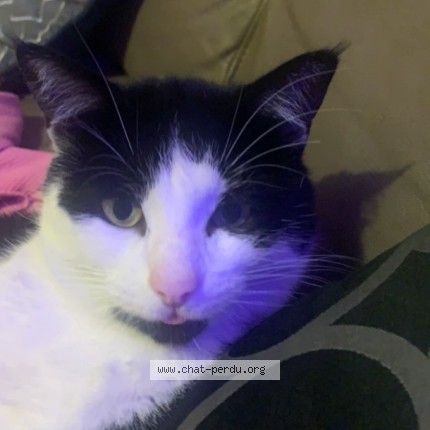 Photo de chat perdu à Vitry Sur Seine
