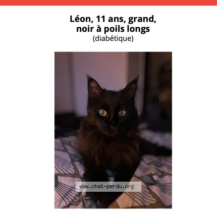 Photo 1/1 Léon Chat perdu à Paris