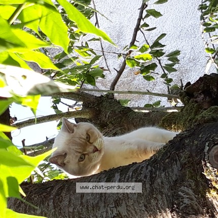Photo de chat perdu à Dax