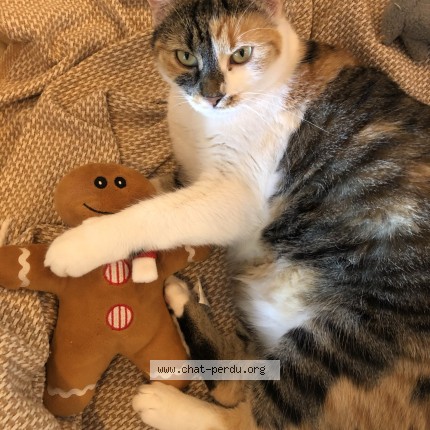 Photo de chat perdu à Fumel