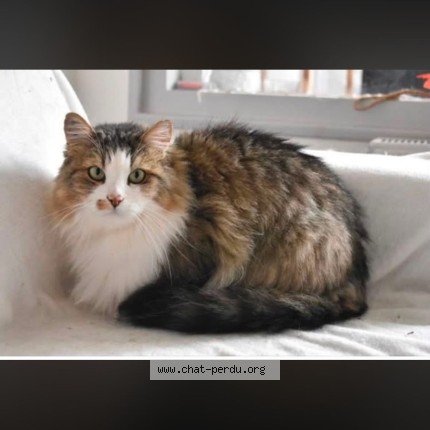 Photo 1/1 Suzette Chat perdu à Annemasse