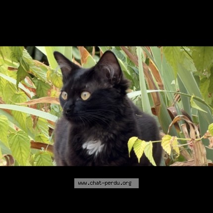 Photo de chat perdu à Joues Les Tours