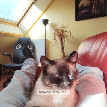 Photo de chat perdu à Locmine