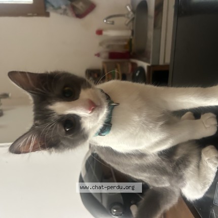 Photo de chat perdu à Toulouse