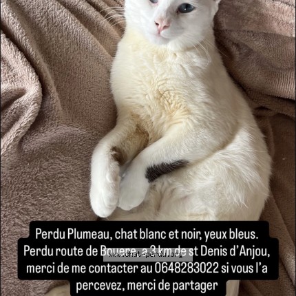 Photo de chat perdu à Saint Denis D Anjou