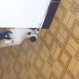 Mimi