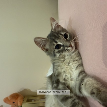 Photo de chat perdu à Besancon
