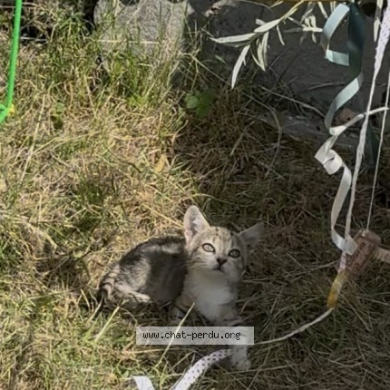 Photo de chat perdu à Voreppe