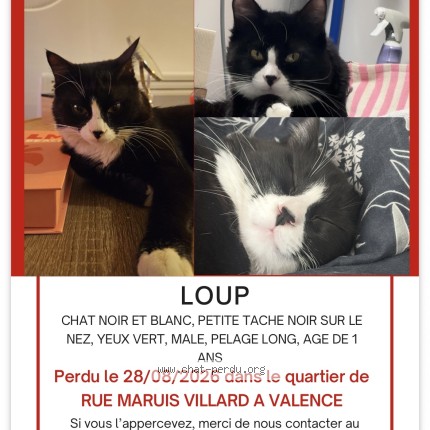 Photo de chat perdu à Valence