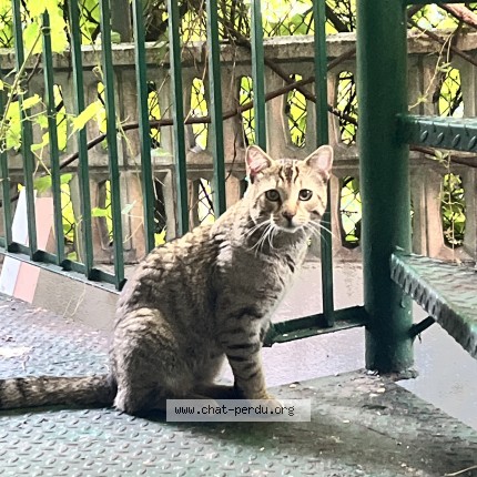 Photo de chat trouvé à Montreal