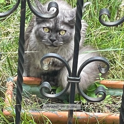 Photo 1/1 Chat trouvé Trouvé à Champigny Sur Marne