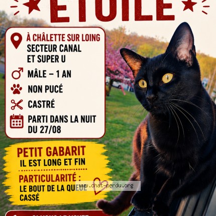 Photo de chat perdu à Chalette Sur Loing