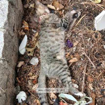 Photo 1/1 Chat trouvé Trouvé à Houilles