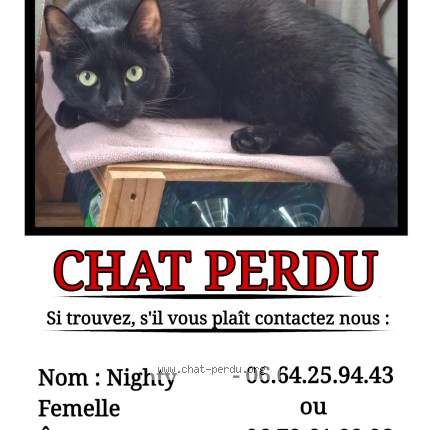 Photo de chat retrouvé à Tulle
