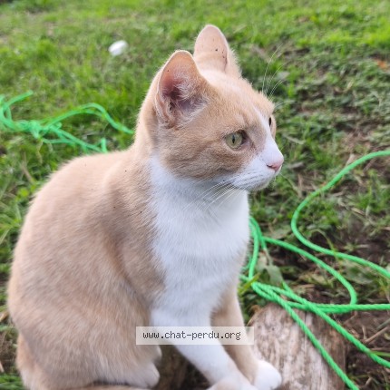 Photo de chat perdu à St Vincent De Connezac