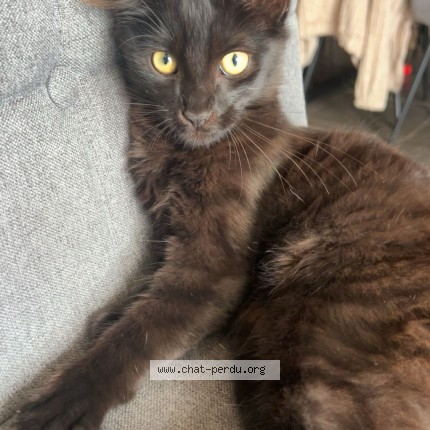 Photo de chat perdu à Saint Marie