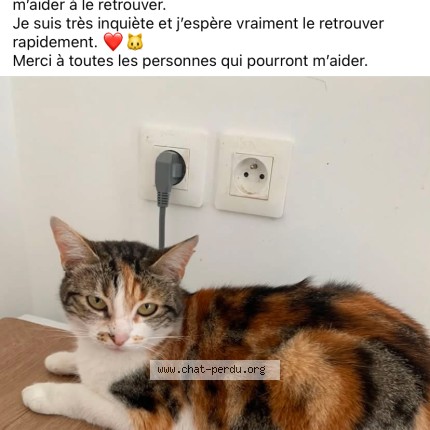 Photo 1/1 nina Chat perdu à Arras