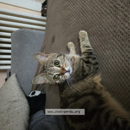 Photo de chat perdu à La Neuville En Tourne A Fuy
