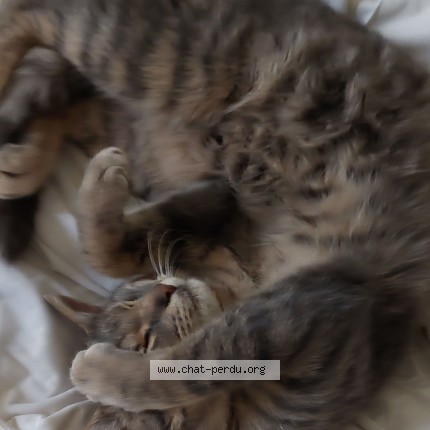 Photo de chat perdu à Arbois