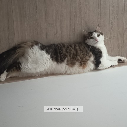 Photo de chat perdu à Saint Barthelemy D Anjou