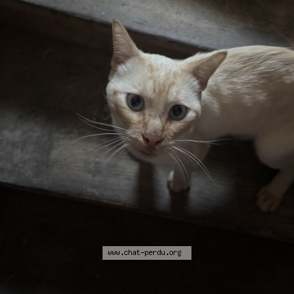 Photo 1/1 Chat trouvé Trouvé à Carmaux