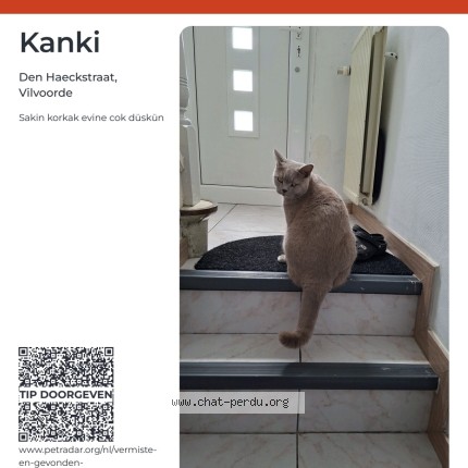 Photo 1/2 kanki Chat perdu à Vilvoorde