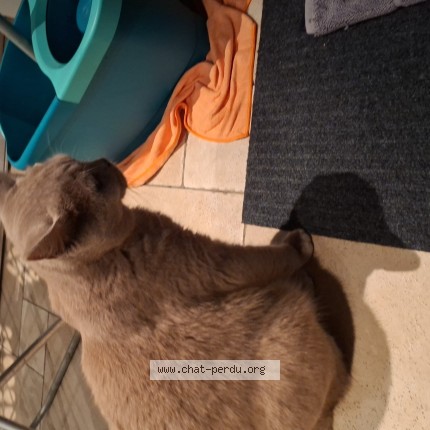 Photo 2/2 kanki Chat perdu à Vilvoorde