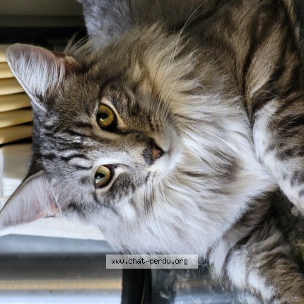 Photo de chat perdu à Chartres De Bretagne