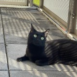 Onyx